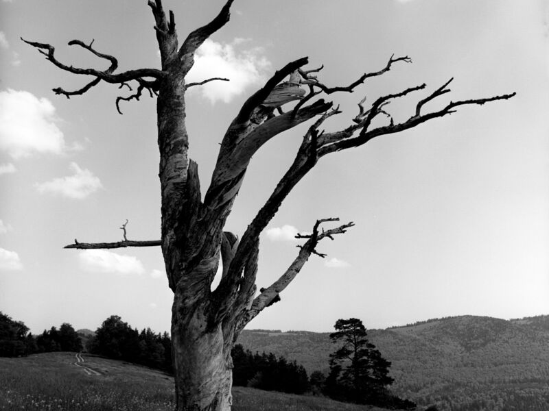 Jacques Bélat - arbres singuliers